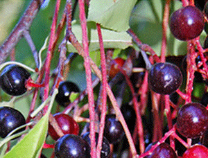 лечебные свойства плодов черемухи