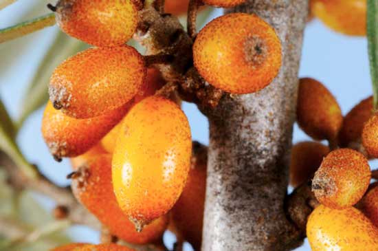 полезные свойства облепихи полезные свойства облепихи