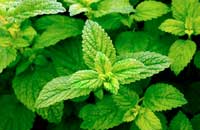 Мелисса Мелисса